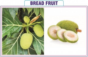 Bread Fruit